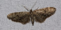 Eupithecia annulata