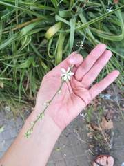 Chlorophytum comosum