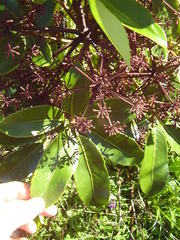 Pseudopanax arboreus