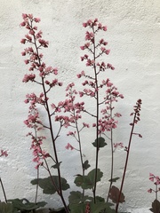 Heuchera
