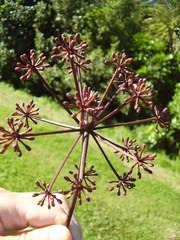 Pseudopanax arboreus