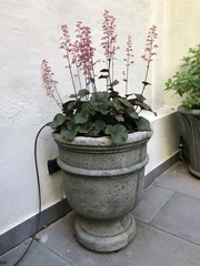Heuchera
