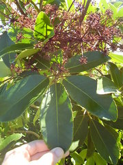 Pseudopanax arboreus