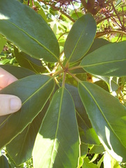 Pseudopanax arboreus