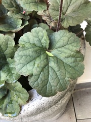 Heuchera