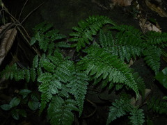 Asplenium cristatum