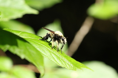 Laphria grossa