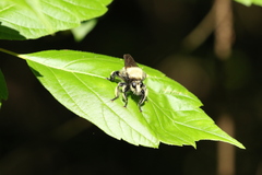Laphria grossa
