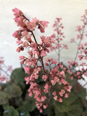 Heuchera