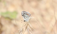 Euphilotes bernardino