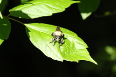 Laphria grossa