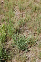 Hordeum brevisubulatum