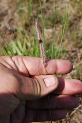 Hordeum brevisubulatum
