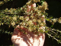Olearia solandri