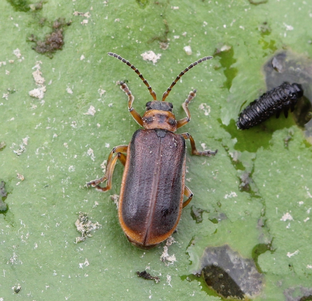 Waterlily Leaf Beetle (London’s Animals) · iNaturalist