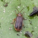 Waterlily Leaf Beetle - Photo (c) Marie Lou Legrand, some rights reserved (CC BY-NC), uploaded by Marie Lou Legrand