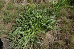 Plantago salsa