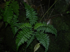Asplenium cristatum