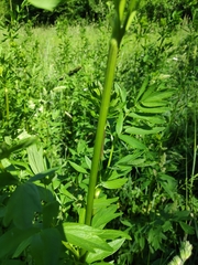Thalictrum flavum