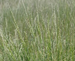Festuca valesiaca