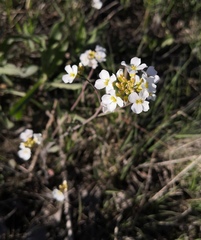 Arabidopsis arenosa