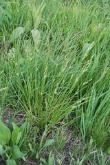 Carex diluta