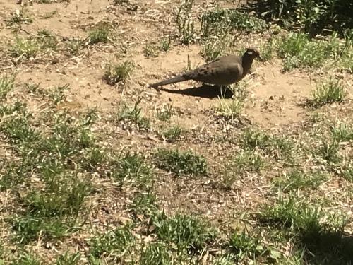 Mourning Dove photographed in Maine