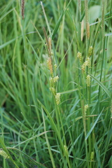 Carex diluta