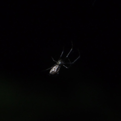 Tetragnatha ceylonica