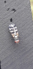 Ceroxys urticae