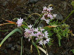 Allium tolmiei