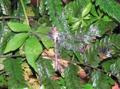 Stylogomphus chunliuae