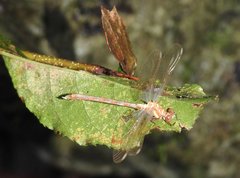 Stylogomphus chunliuae