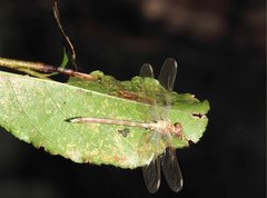 Stylogomphus chunliuae