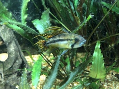 Apistogramma cacatuoides
