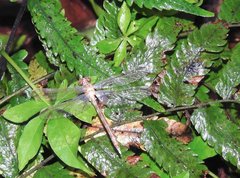 Stylogomphus chunliuae