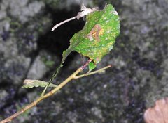 Stylogomphus chunliuae