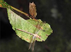 Stylogomphus chunliuae