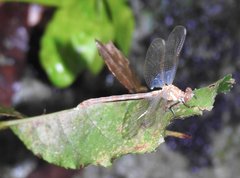 Stylogomphus chunliuae