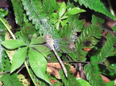 Stylogomphus chunliuae