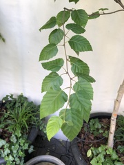 Betula utilis jacquemontii