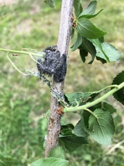 Yponomeuta evonymella