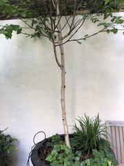 Betula utilis jacquemontii