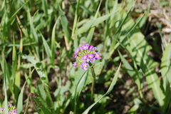 Primula longiscapa