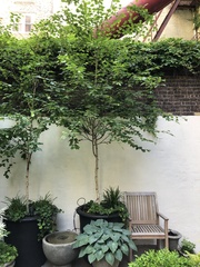 Betula utilis jacquemontii