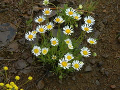 Erigeron engelmannii