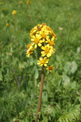 Ligularia glauca