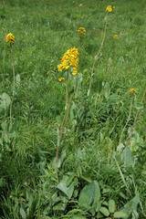 Ligularia glauca