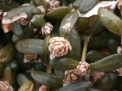 Lithophila muscoides