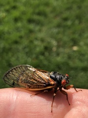 Magicicada cassinii